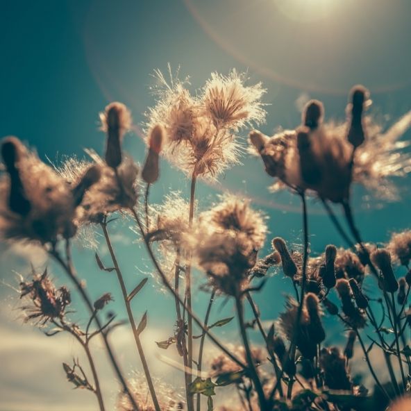 Pflanzen im Sonnenlicht