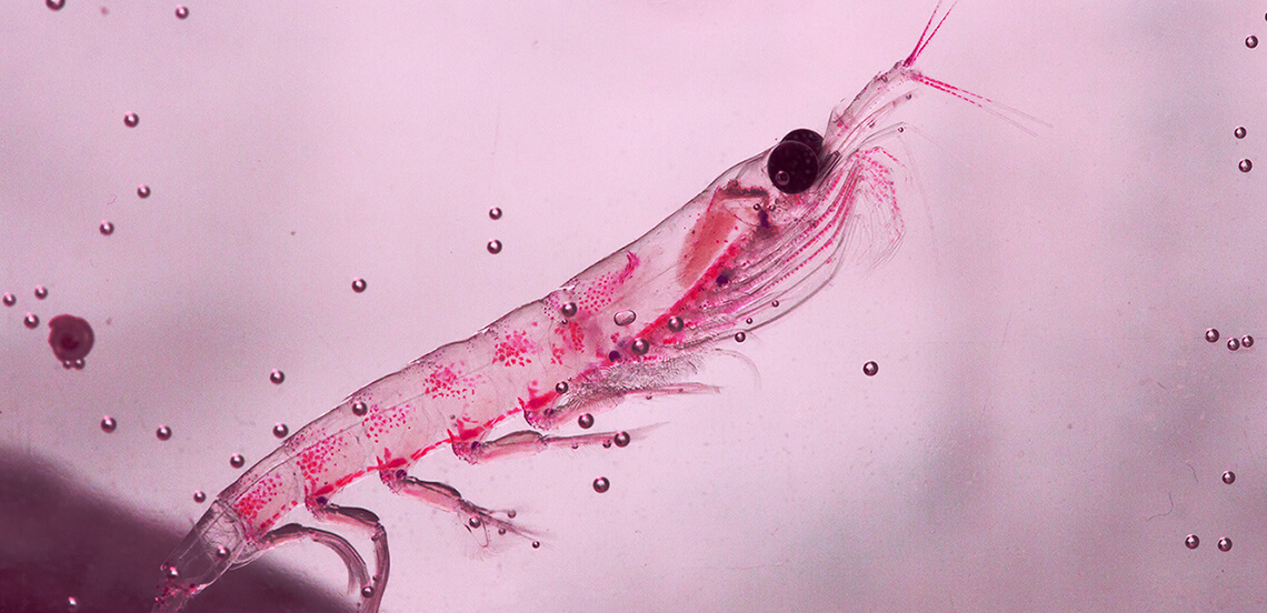 Bienfaits de l'huile de krill : la meilleure source d'oméga 3
