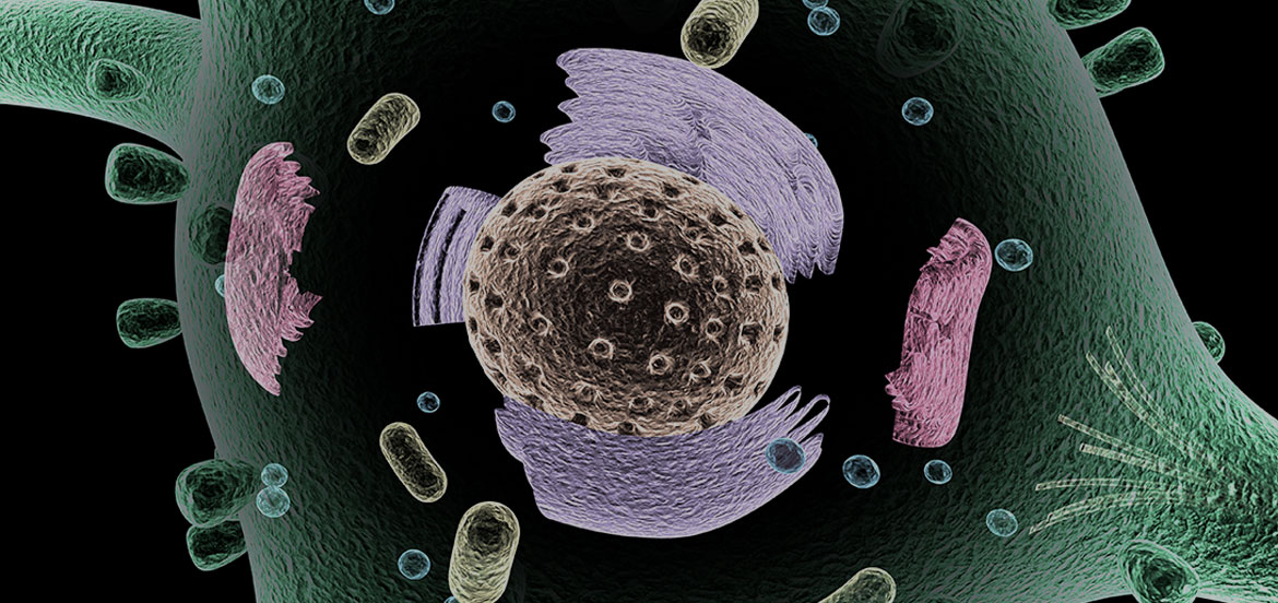 Mitochondrien - So trainierst du deine Zellkraftwerke für mehr Energie