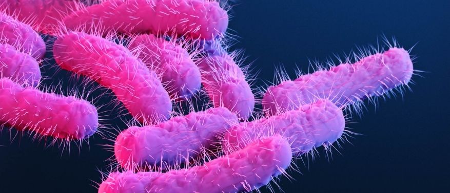 Das menschliche Mikrobiom – was ist das?