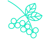 cassis_beere-shop-icon-168x127-20-12-15_