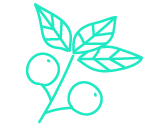 ashwagandha-shop-icon-168x127-21-03-16