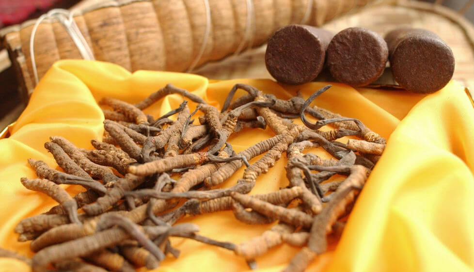Cordyceps sinensis