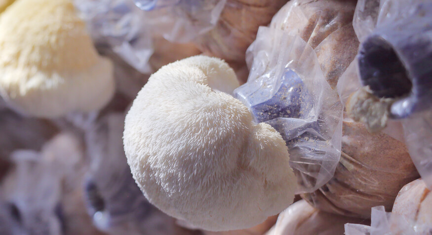 Vorteile der gemeinsamen Anwendung von Löwenmähnenpilz und Ashwagandha
