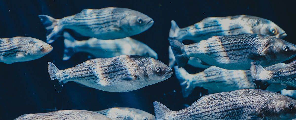 DHA AND EPA: HERE'S WHY THE TWO ARE SO IMPORTANT FOR YOUR MENTAL PERFORMANCE