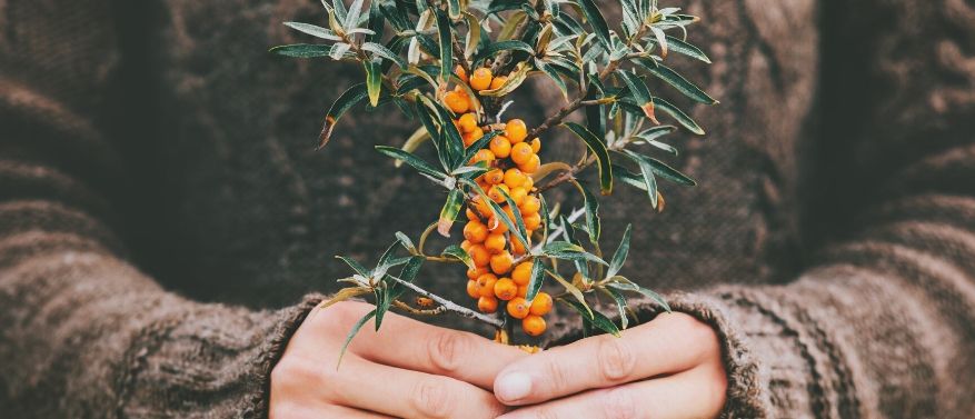 Omega 7: Dafür brauchst du die ungesättigte Fettsäure