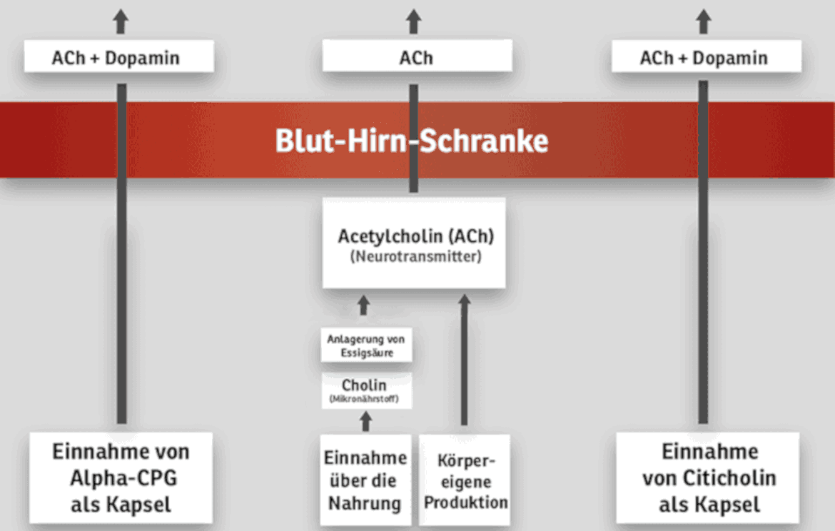 Cholin_Schaubild Cholin_Schaubild