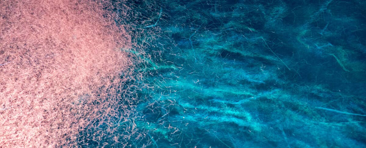krill pure de l'antarctique krill pure de l'antarctique