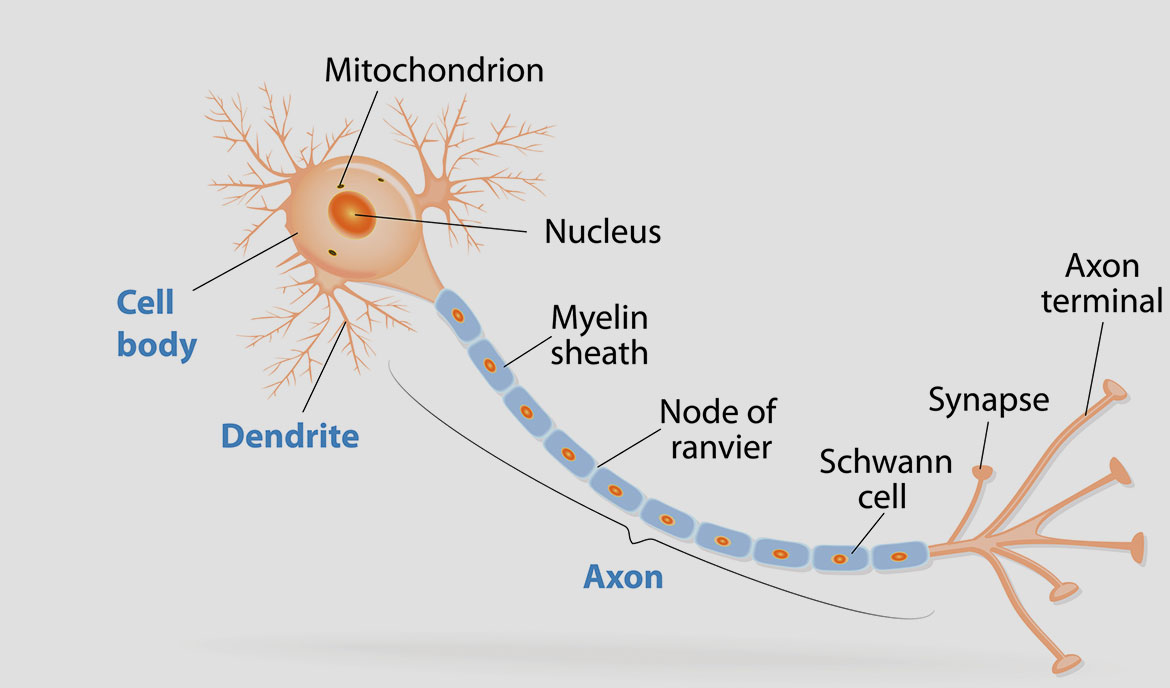 Myelin Myelin