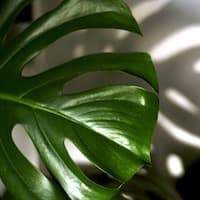 Bueropflanze-Philodendron