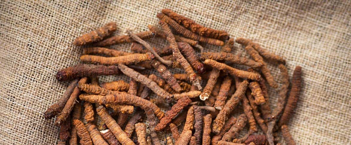 Cordyceps
