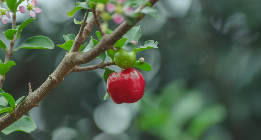 Acerola enthält viel Vitamin C Acerola enthält viel Vitamin C